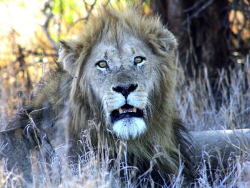 Kubu Safari Lodge safari 2